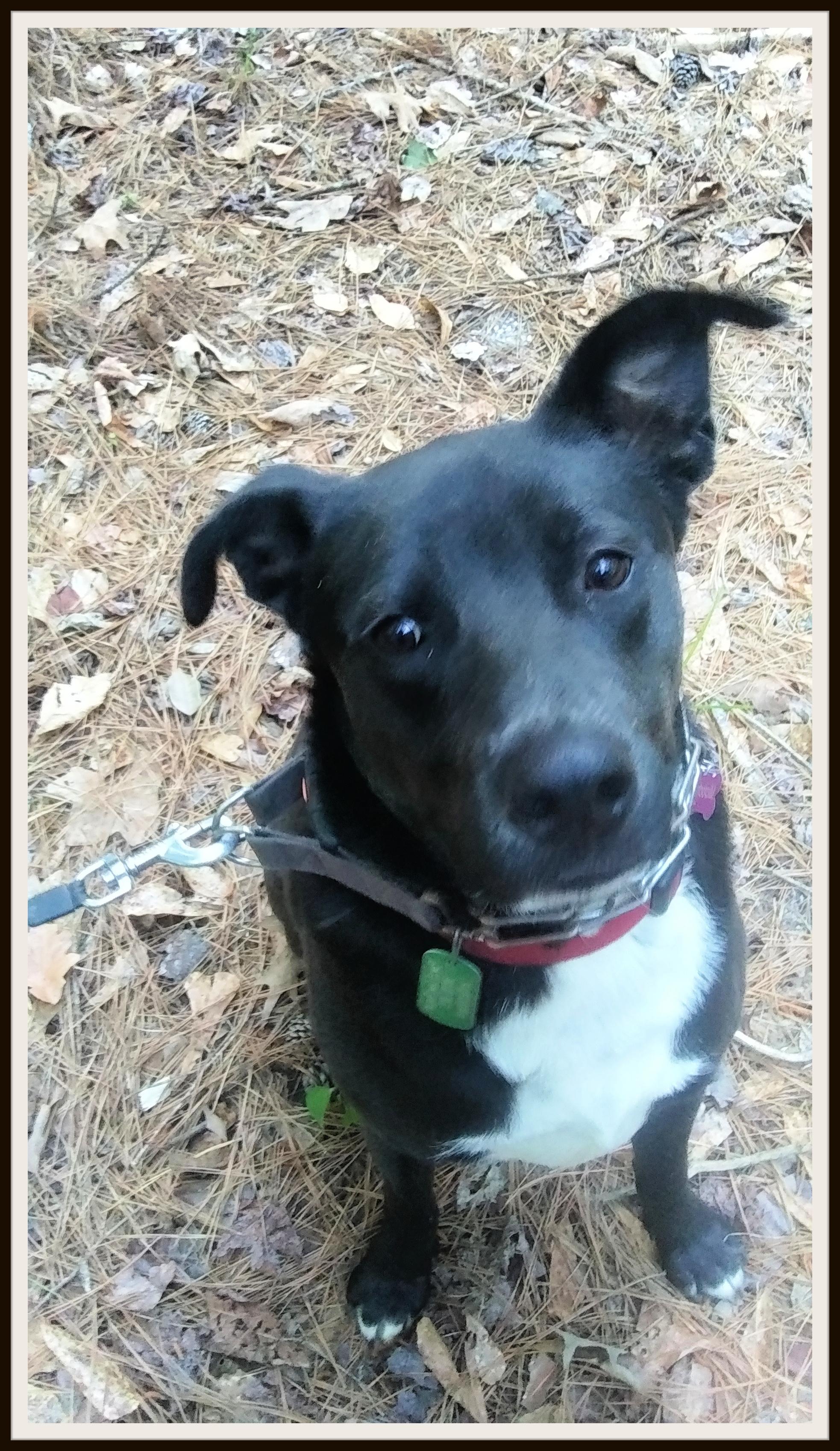 Honey Bear, Adoptable, Adult Male Labrador Retriever & Terrier.