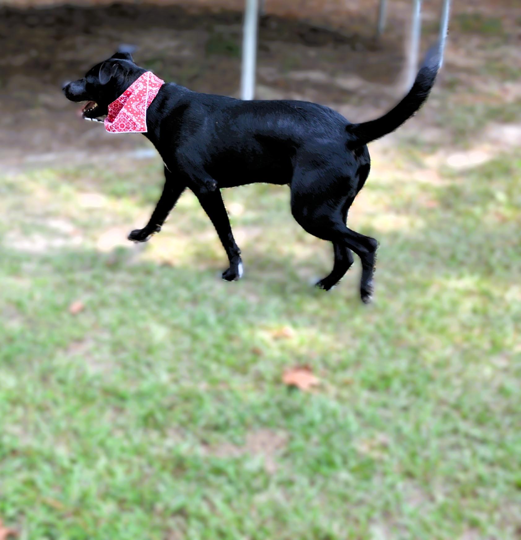 Handsome Honey Bear, a Adoptable mixed breed image 4/6