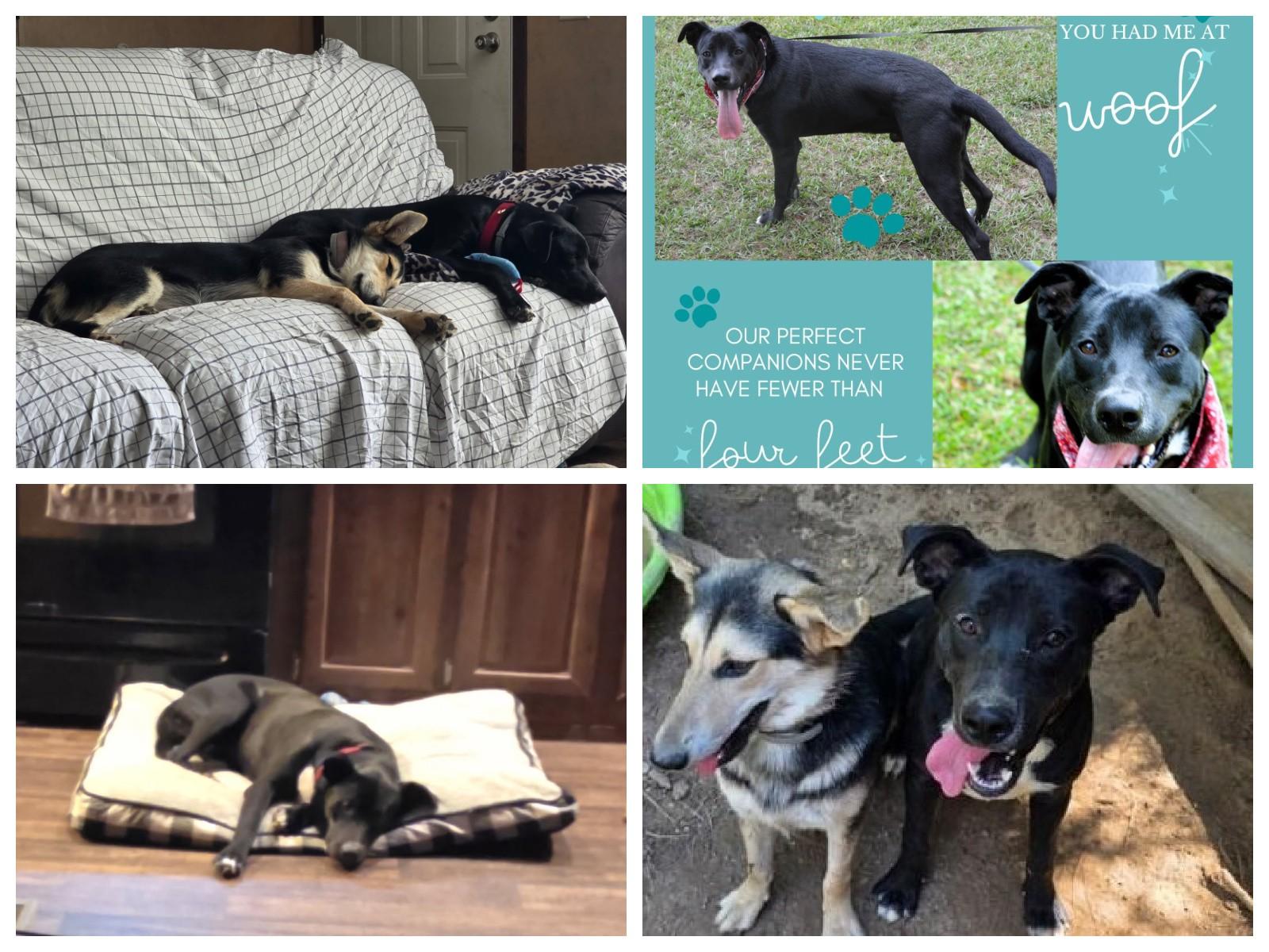 Handsome  Honey Bear