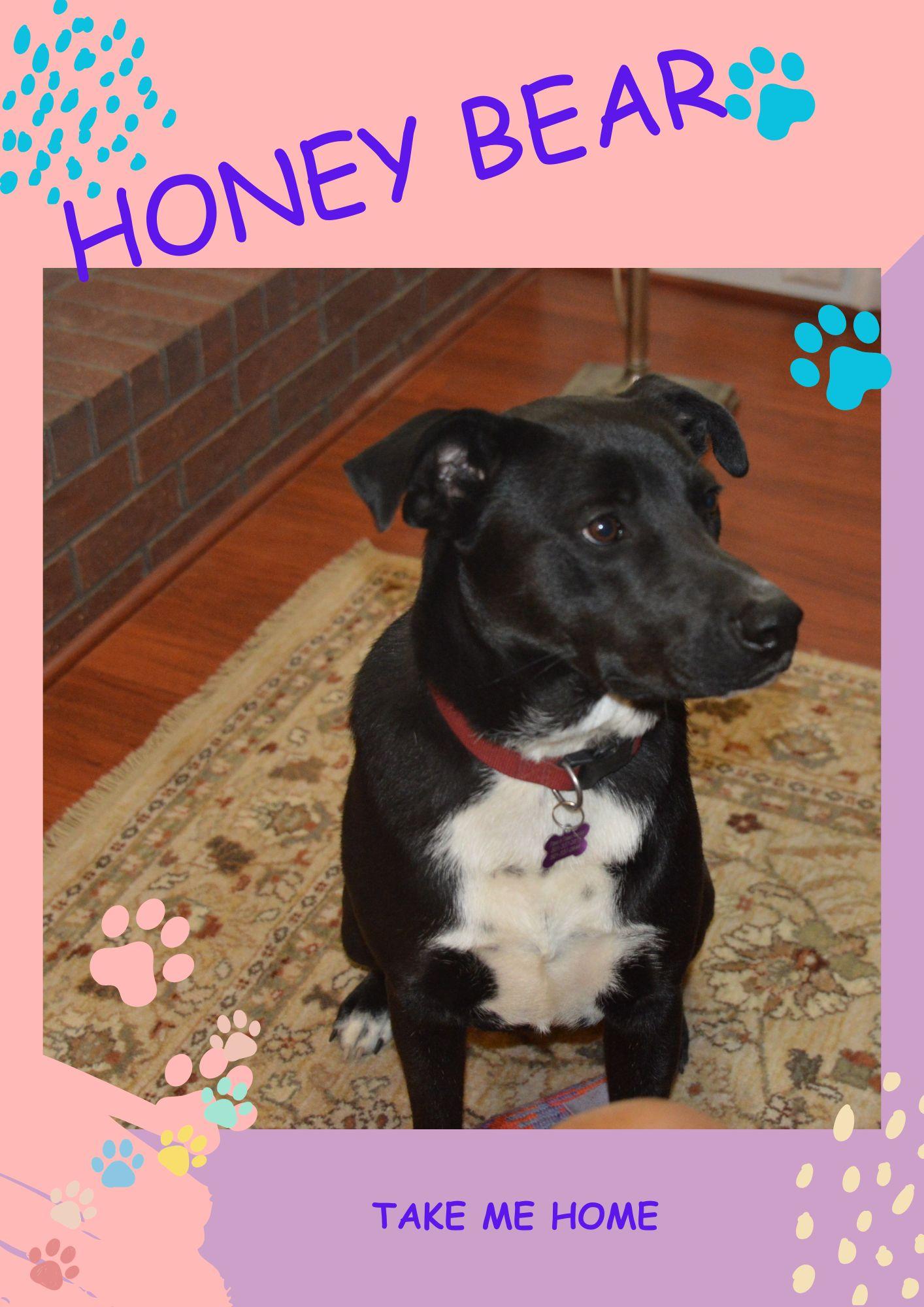 Enlarge Yogi Bear, a Adoptable mixed breed in North Attleboro, MA image 1/6