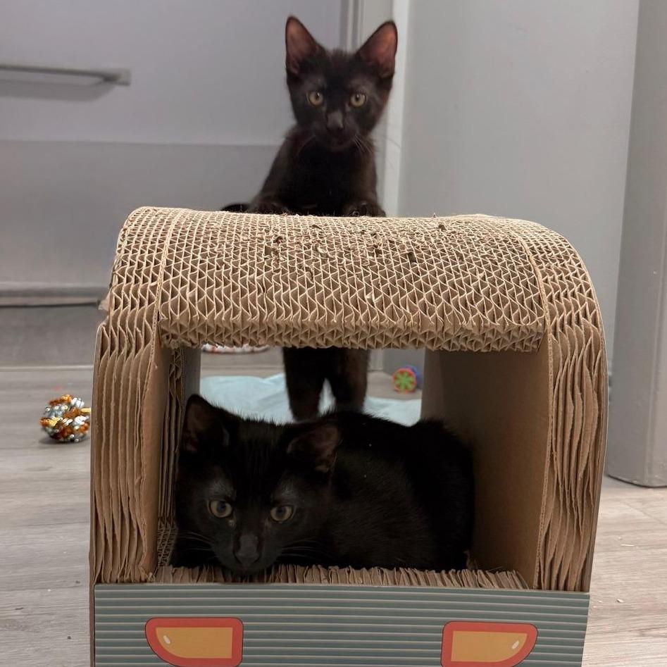 Enlarge Collins, a Adoptable Domestic Short Hair in Boston, MA image 1/3