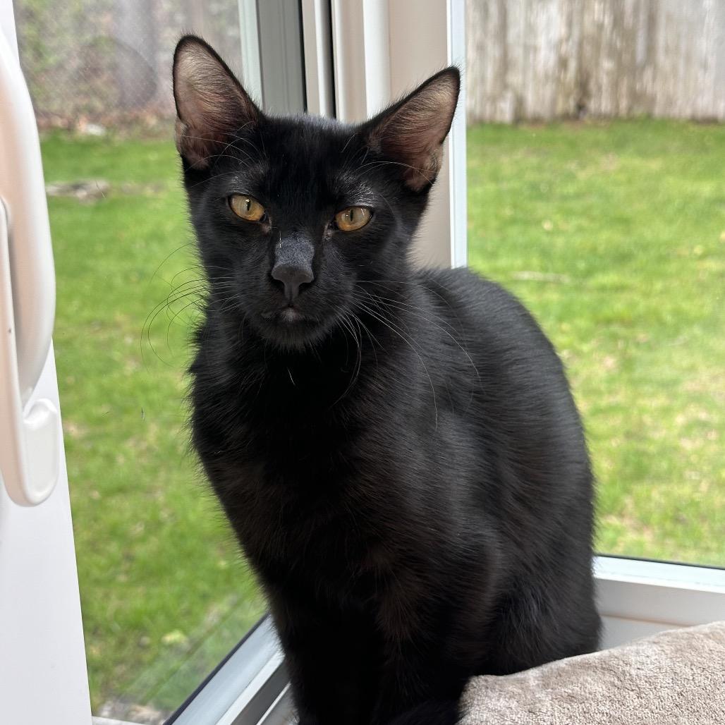 Enlarge Collins, a Adoptable Domestic Short Hair in Boston, MA image 3/3
