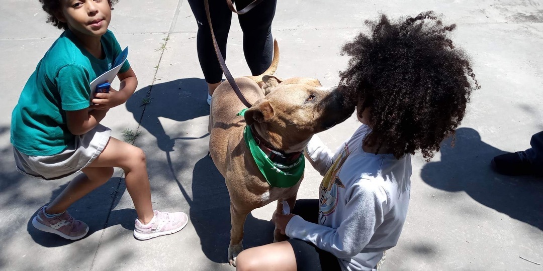 Enlarge Vegas, a Adoptable mixed breed in portland, OR image 2/6