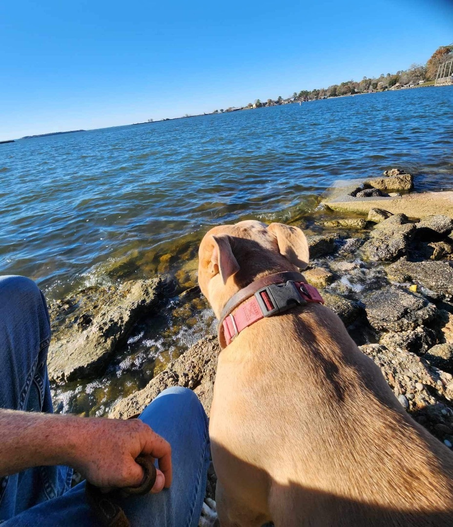 Enlarge Vegas, a Adoptable mixed breed in portland, OR image 6/6