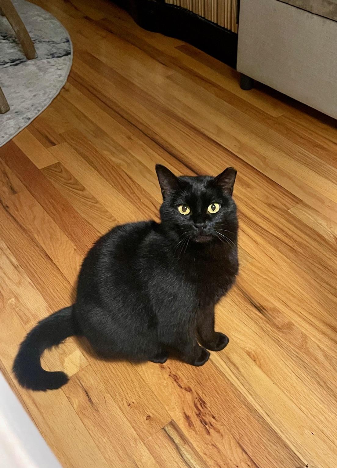 Pizza Mama, Adoptable, Adult Female Domestic Medium Hair.