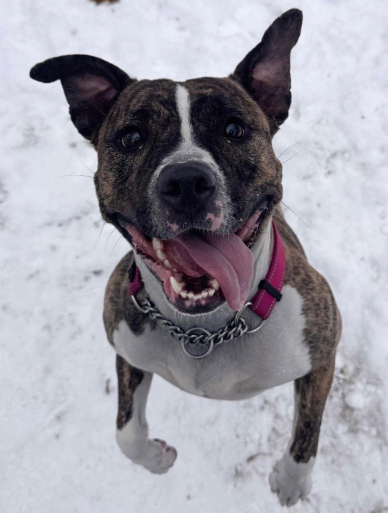 Luna, a Adoptable Pit Bull Terrier in Peru, NY image 1/3