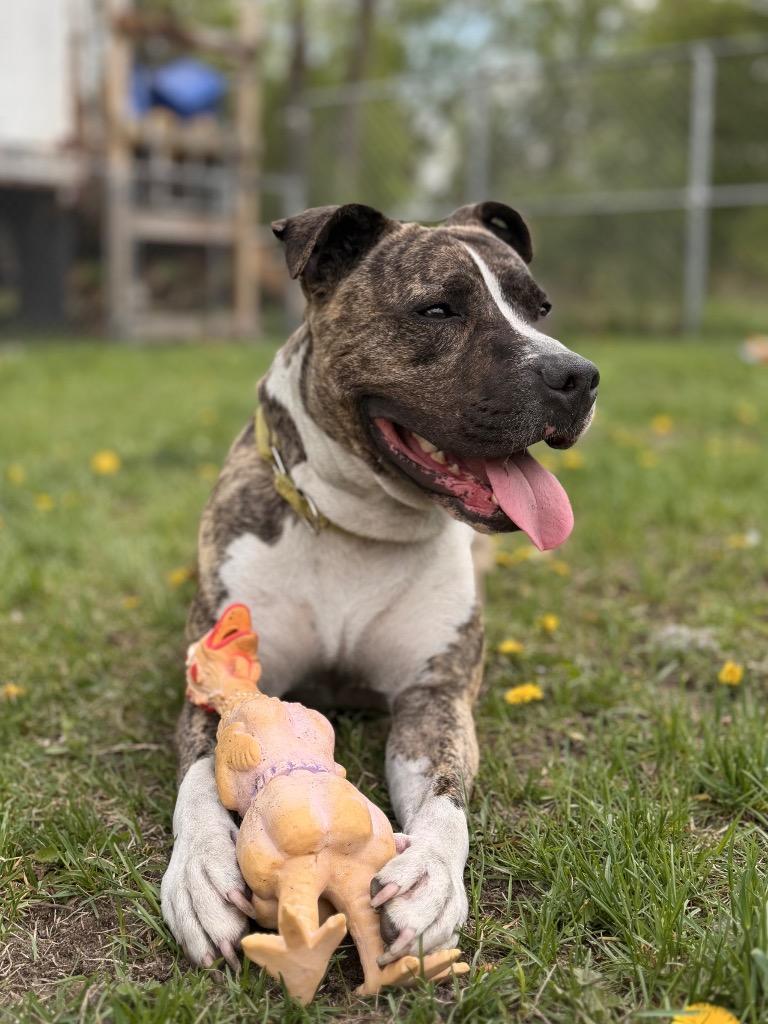 Luna, Adoptable, Adult Female Pit Bull Terrier.