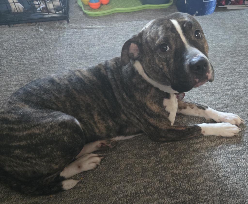 Luna, a Adoptable Pit Bull Terrier in Peru, NY image 2/3