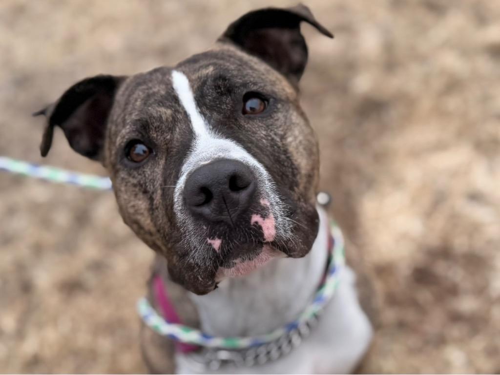 Enlarge Luna, a Adoptable Pit Bull Terrier in Peru, NY image 1/3