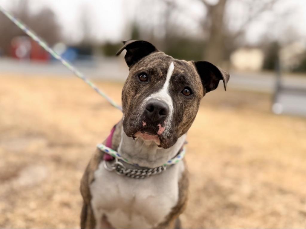 Enlarge Luna, a Adoptable Pit Bull Terrier in Peru, NY image 3/3