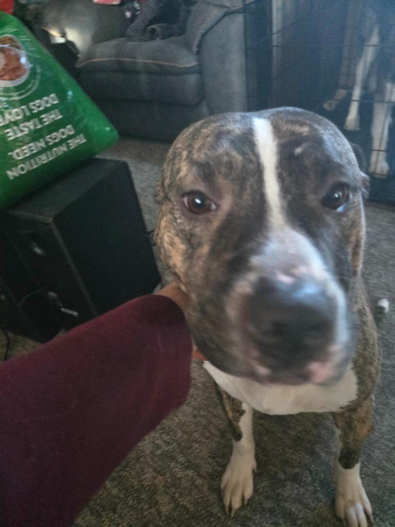 Luna, a Adoptable Pit Bull Terrier in Peru, NY image 3/3