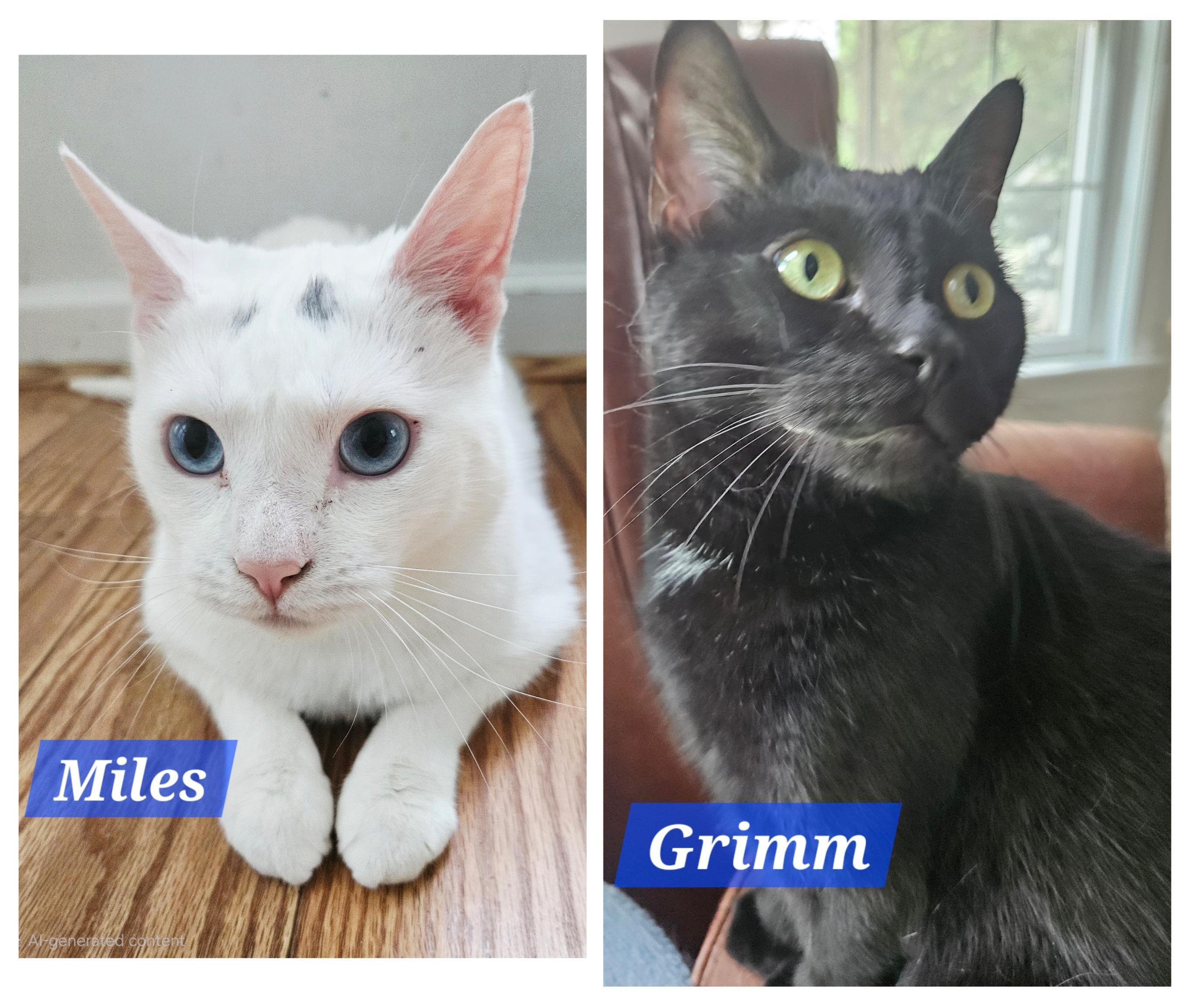 Enlarge Miles, a Adoptable mixed breed in Bristol, CT image 3/5