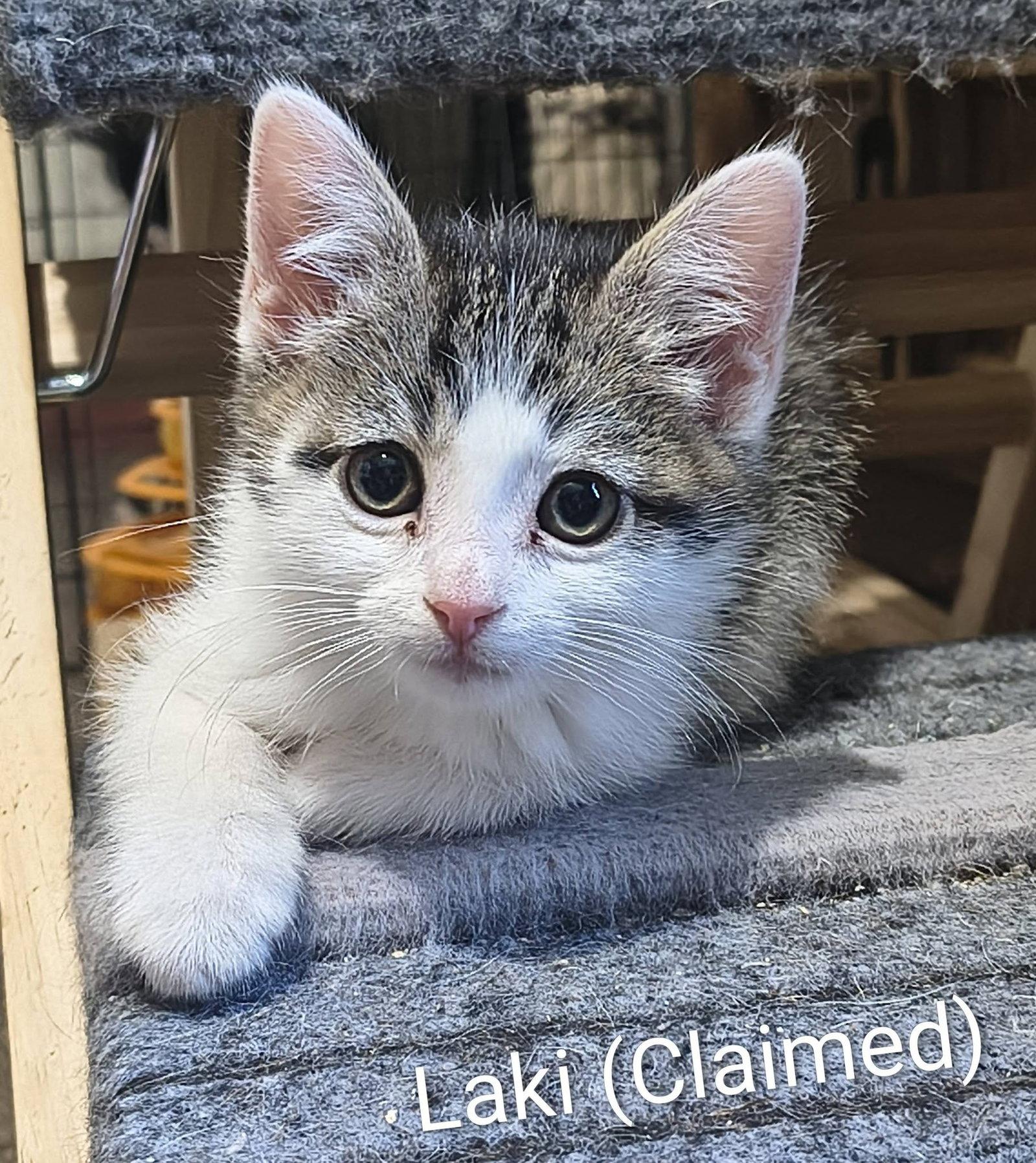 Laki, Adopted, Kitten Male Domestic Short Hair.