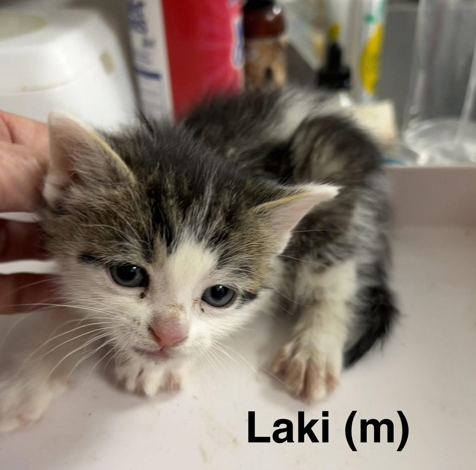Enlarge Laki, a Adopted Domestic Short Hair in Saugerties, NY image 2/2