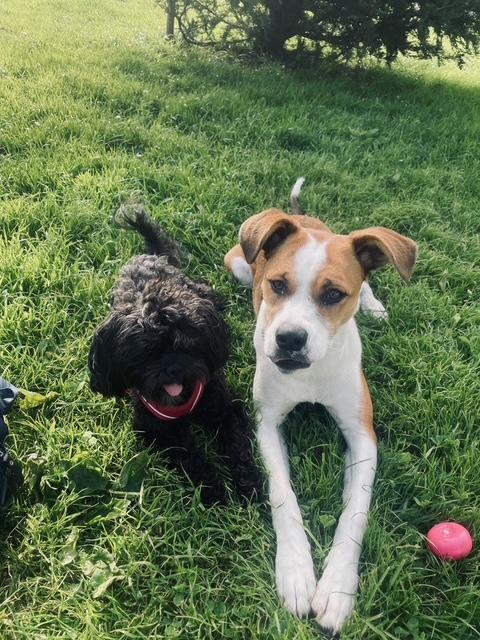 Enlarge GG (aka Good Girl)_Courtesy Post, a ADOPTABLE mixed breed in Redwood City, CA image 1/6