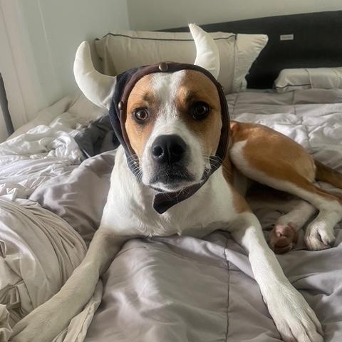 Enlarge GG (aka Good Girl)_Courtesy Post, a ADOPTABLE mixed breed in Redwood City, CA image 4/6