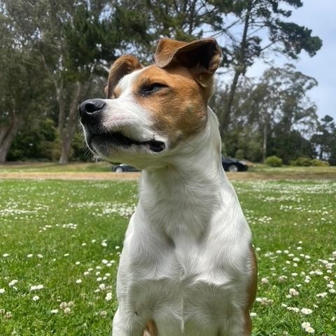 Enlarge GG (aka Good Girl)_Courtesy Post, a ADOPTABLE mixed breed in Redwood City, CA image 3/6