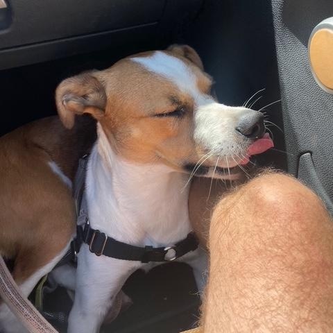 Enlarge GG (aka Good Girl)_Courtesy Post, a ADOPTABLE mixed breed in Redwood City, CA image 5/6