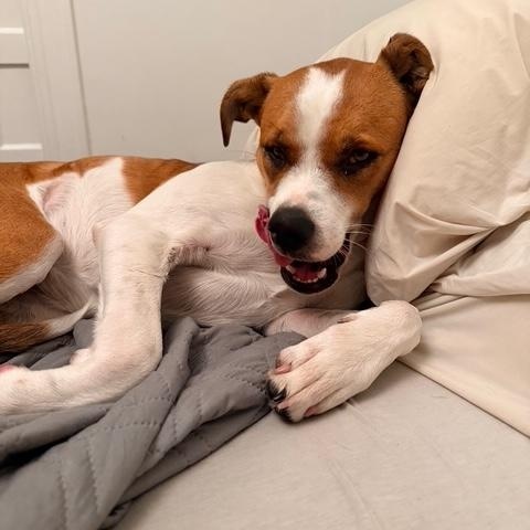 Enlarge GG (aka Good Girl)_Courtesy Post, a ADOPTABLE mixed breed in Redwood City, CA image 2/6