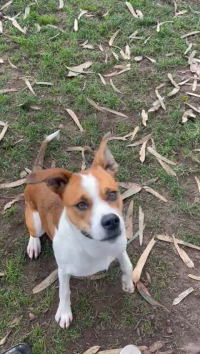 Enlarge GG (aka Good Girl)_Courtesy Post, a ADOPTABLE mixed breed in Redwood City, CA video 6/6