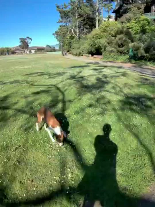 Enlarge GG (aka Good Girl)_Courtesy Post, a ADOPTABLE mixed breed in Redwood City, CA video 5/6