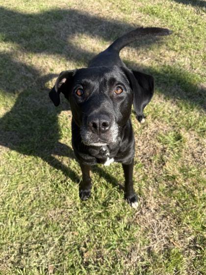 Enlarge Rocket, a Adoptable mixed breed in Memphis, TN image 2/3