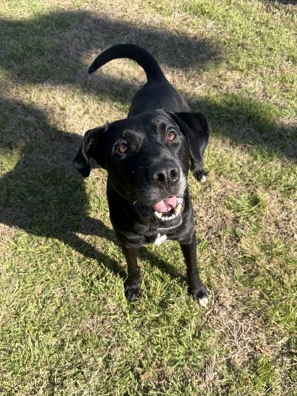 Enlarge Rocket, a Adoptable mixed breed in Memphis, TN image 3/3