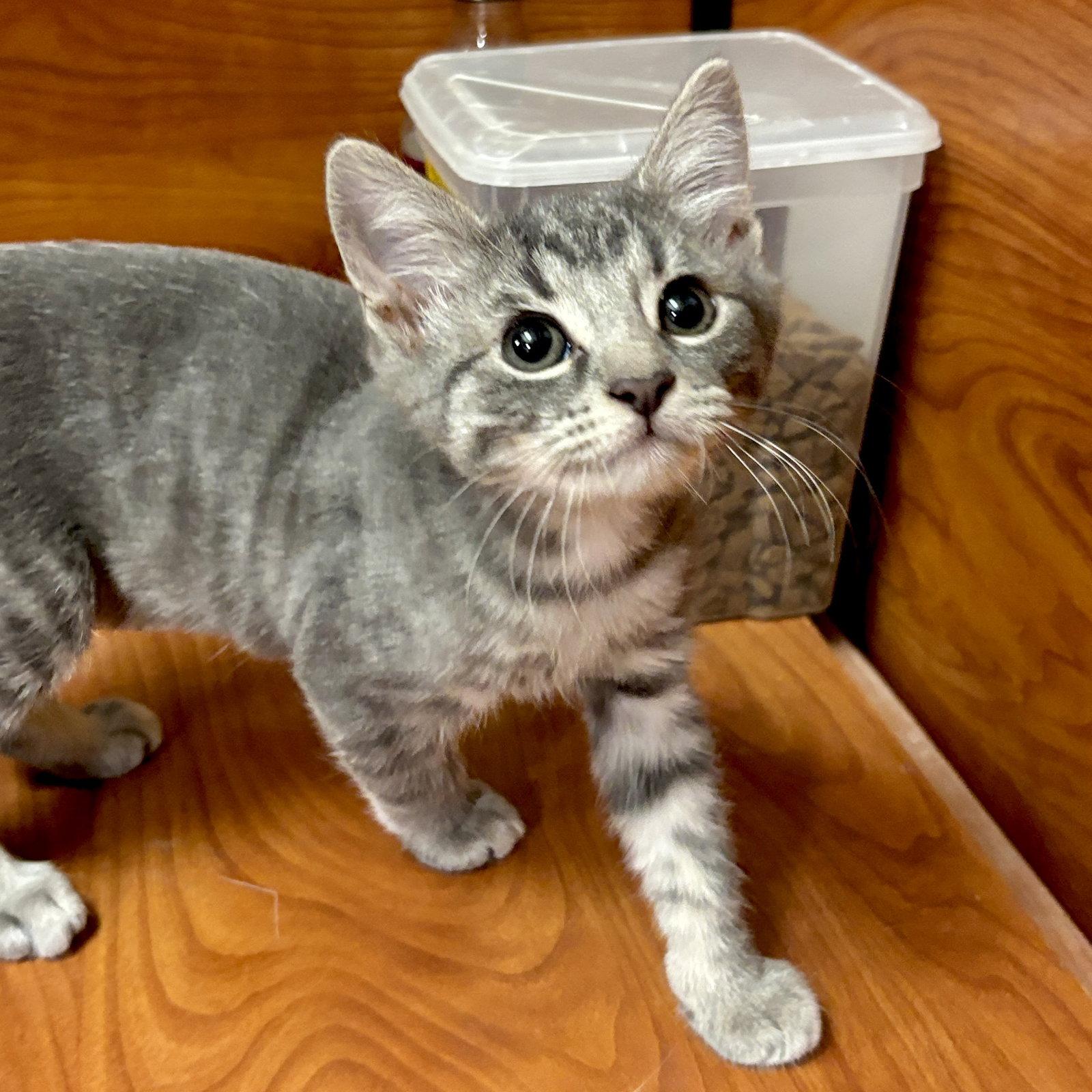 Enlarge Moxie, a Adopted Domestic Short Hair in Sonora, CA image 1/1