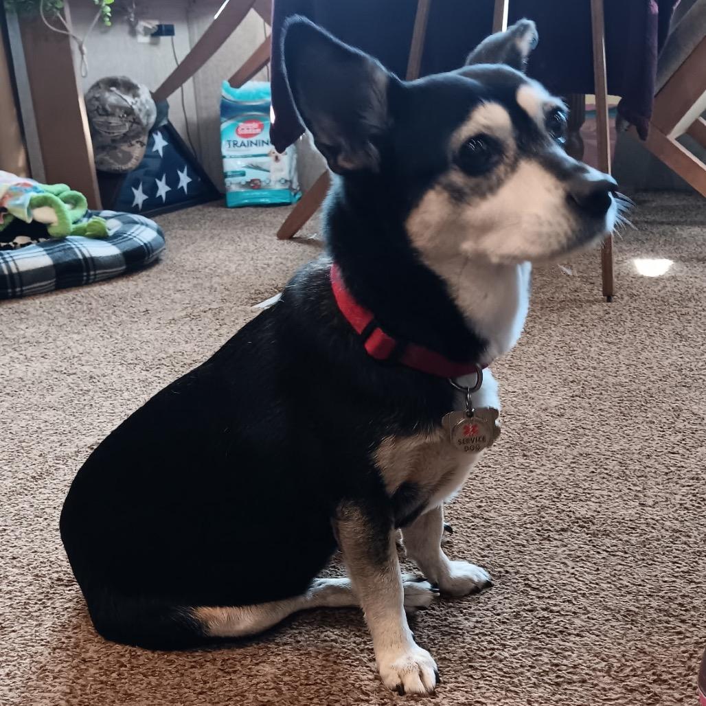 Chaka Khan, Adoptable, Senior Female Terrier & Chihuahua.