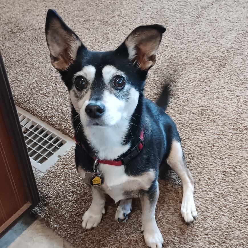 Enlarge Chaka Khan, a Adoptable mixed breed in Corvallis, OR image 2/5