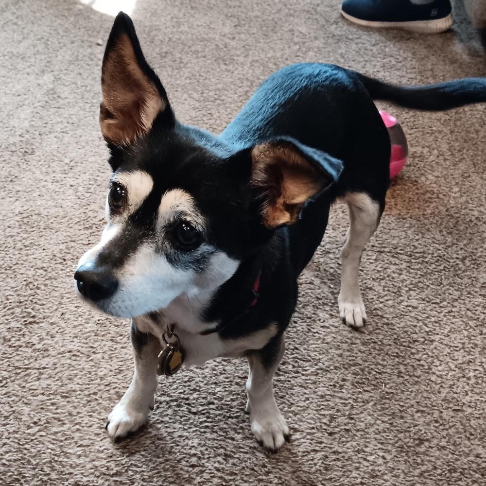 Enlarge Chaka Khan, a Adoptable mixed breed in Corvallis, OR image 3/5