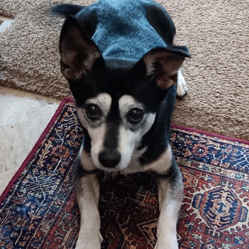 Enlarge Chaka Khan, a Adoptable mixed breed in Corvallis, OR image 4/5