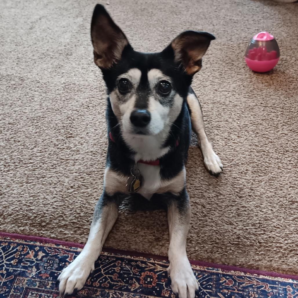 Enlarge Chaka Khan, a Adoptable mixed breed in Corvallis, OR image 5/5