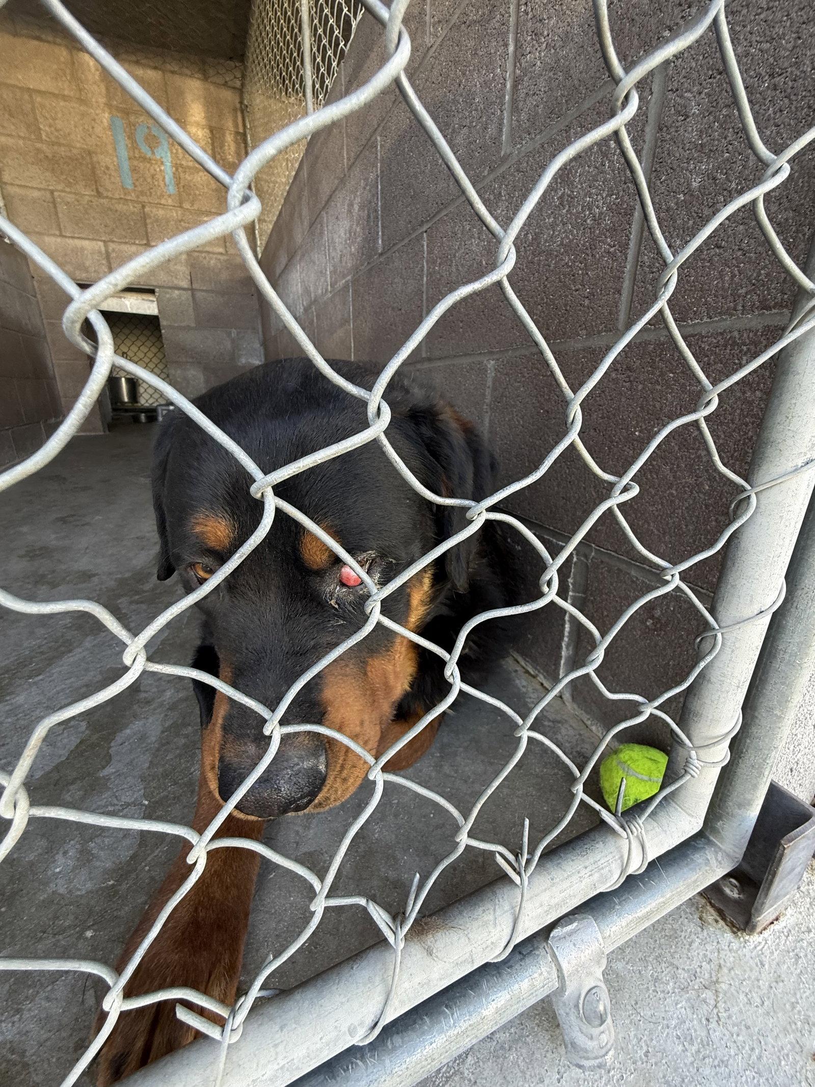 Mordu, Adopted, Adult Male Rottweiler.