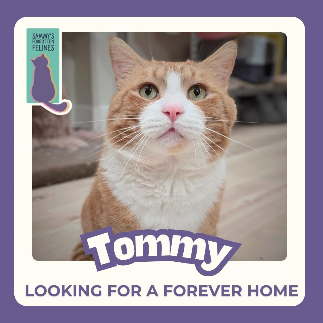 Enlarge Tommy, a Adoptable mixed breed in Kamloops, BC image 1/6