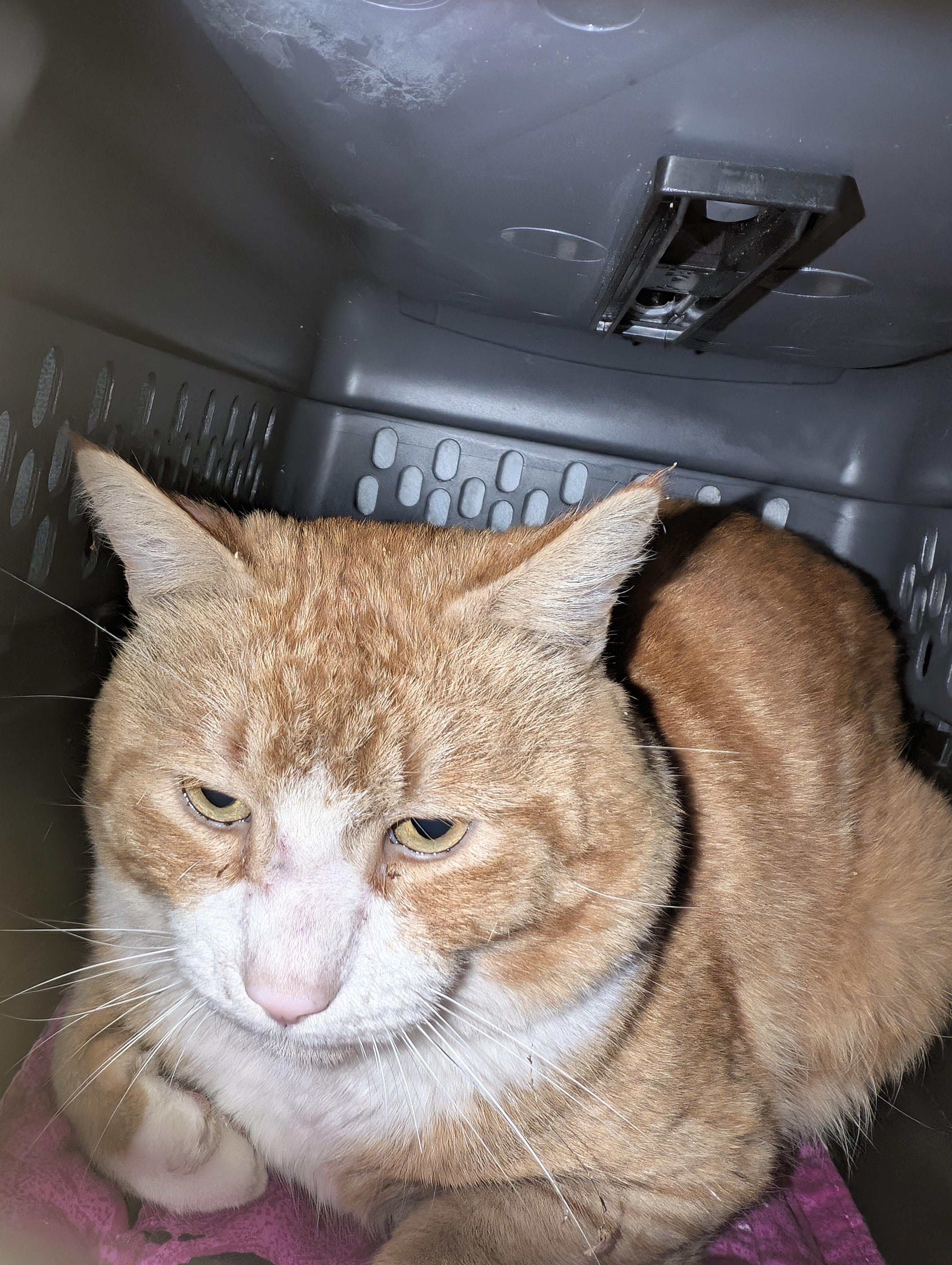 Enlarge Tommy, a Adoptable mixed breed in Kamloops, BC image 2/6