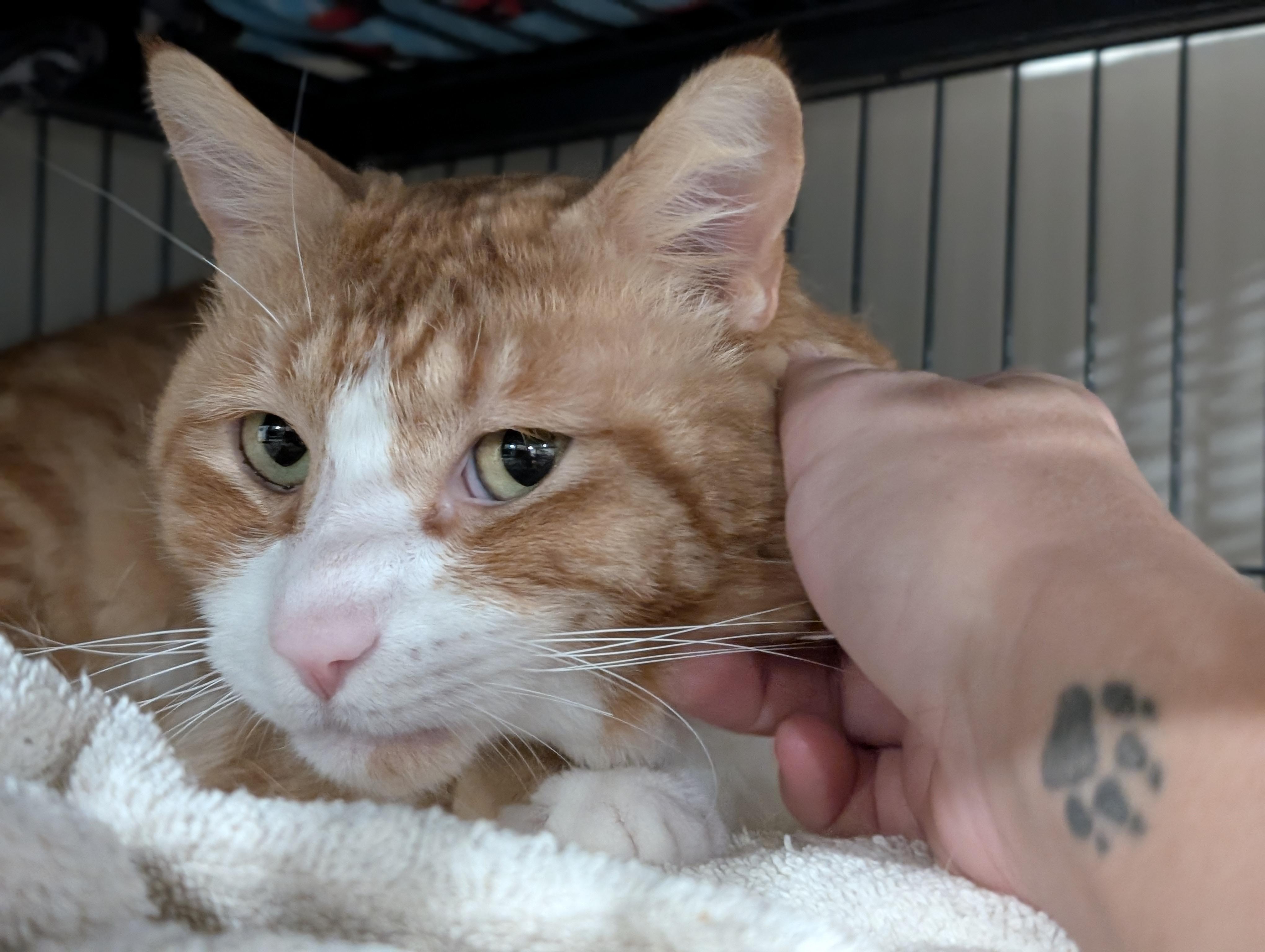 Enlarge Tommy, a Adoptable mixed breed in Kamloops, BC image 3/6