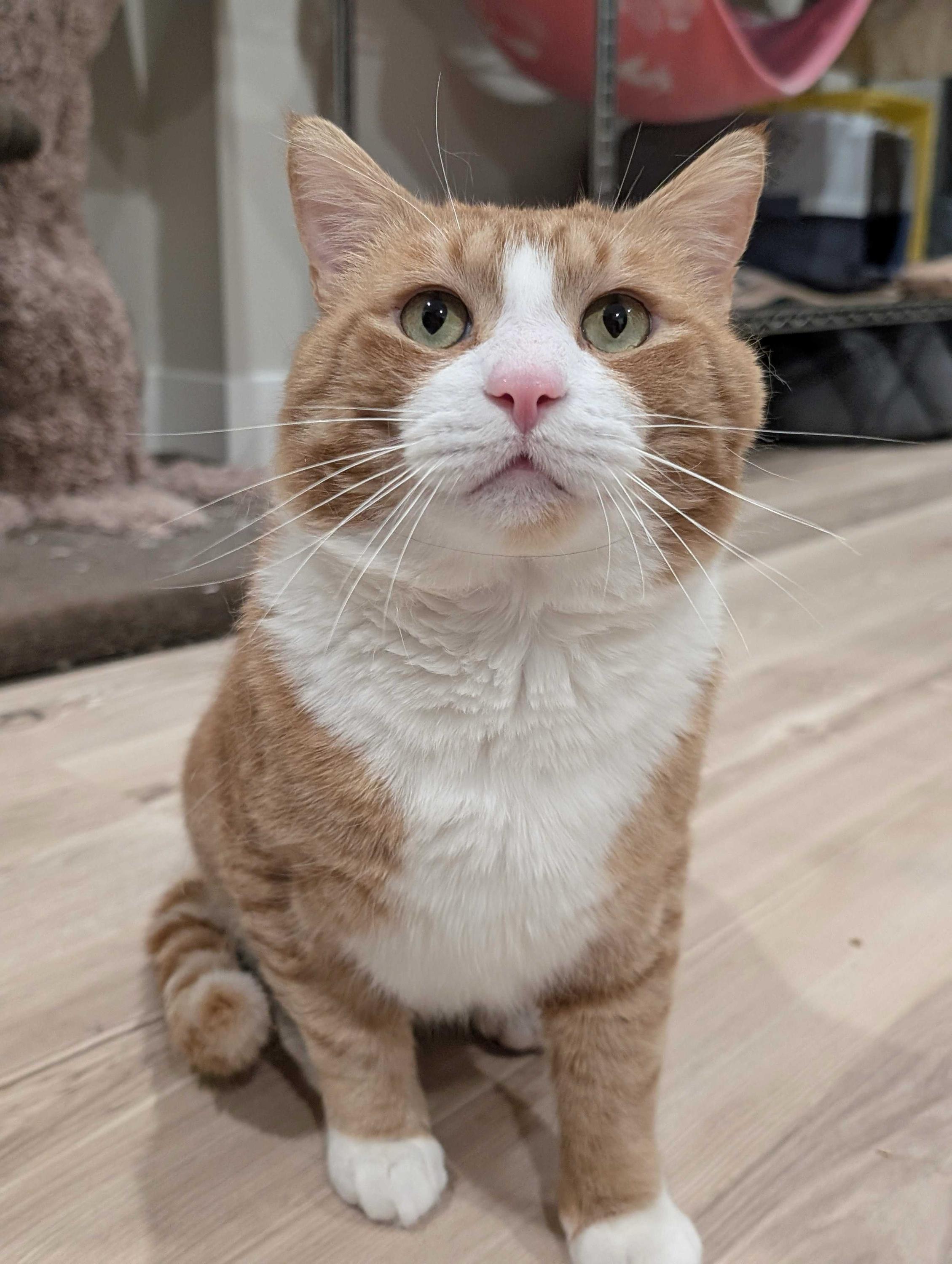 Enlarge Tommy, a Adoptable mixed breed in Kamloops, BC image 6/6