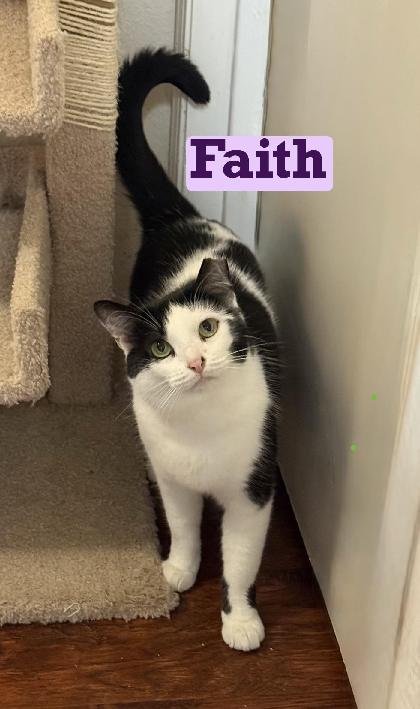 Faith, Adoptable, Adult Female Tuxedo.