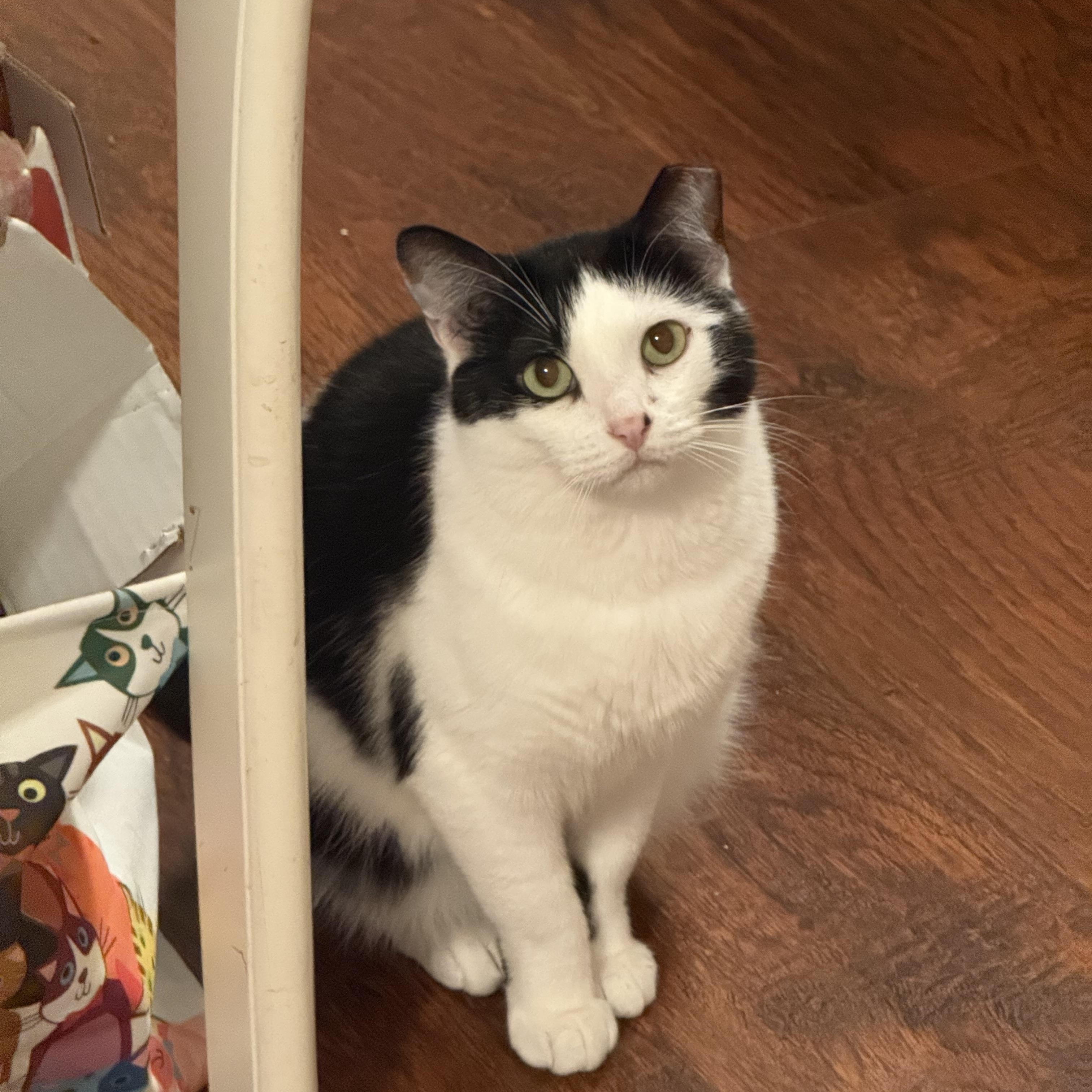 Enlarge Faith, a Adoptable Tuxedo in Houston, TX image 2/3