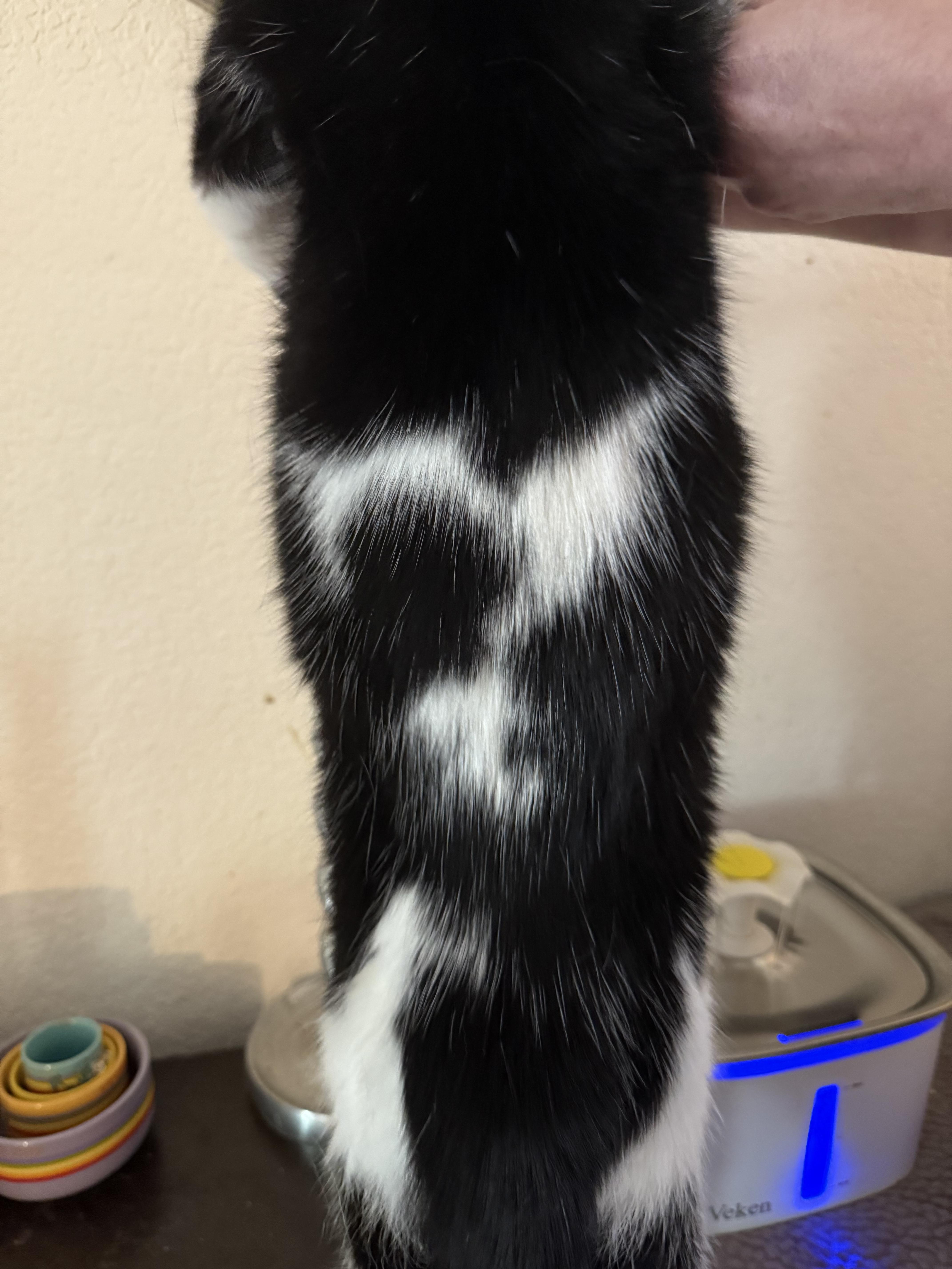 Enlarge Faith, a Adoptable Tuxedo in Houston, TX image 3/3
