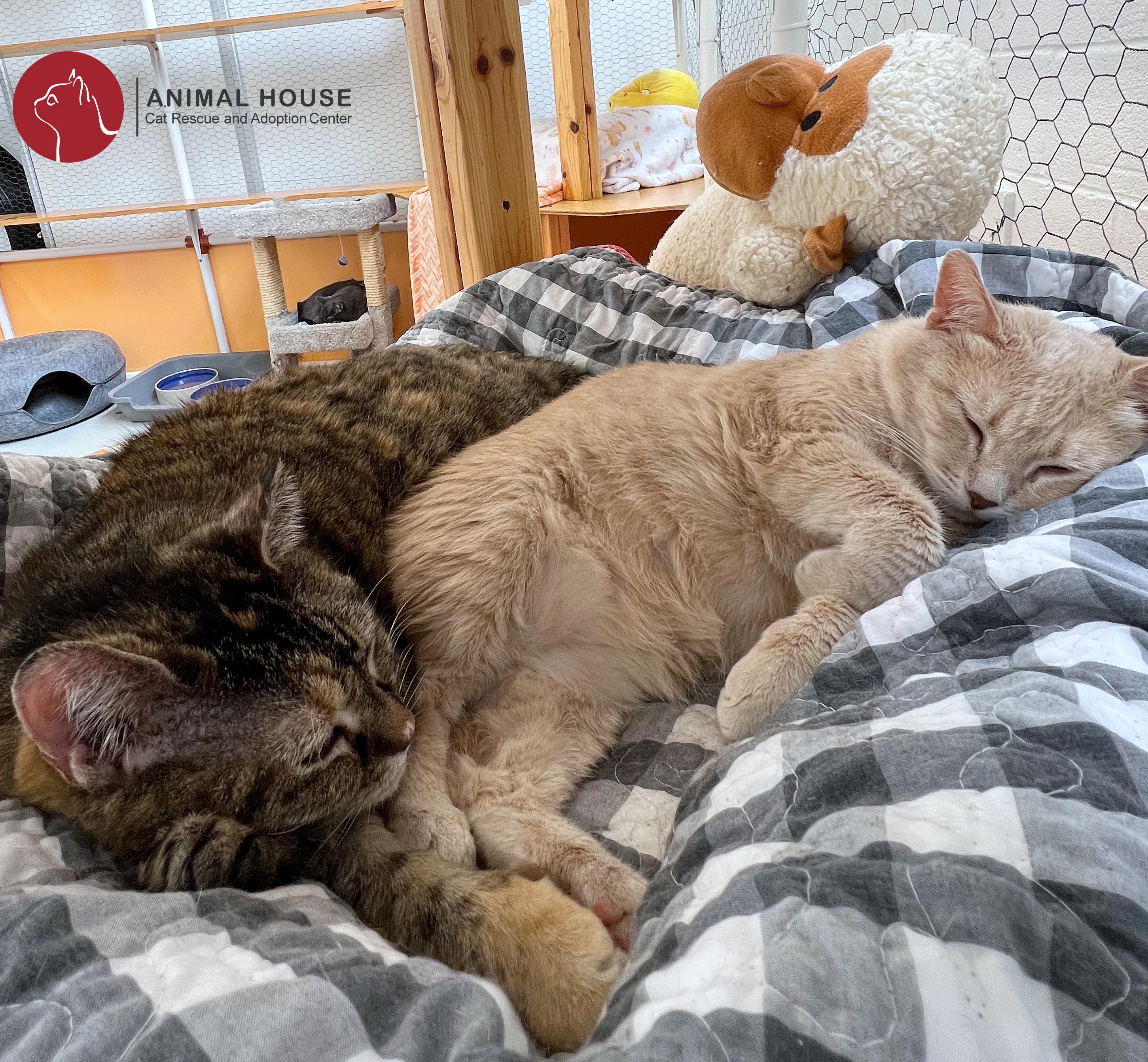 Cappuccino, Adoptable, Adult Female Domestic Short Hair.