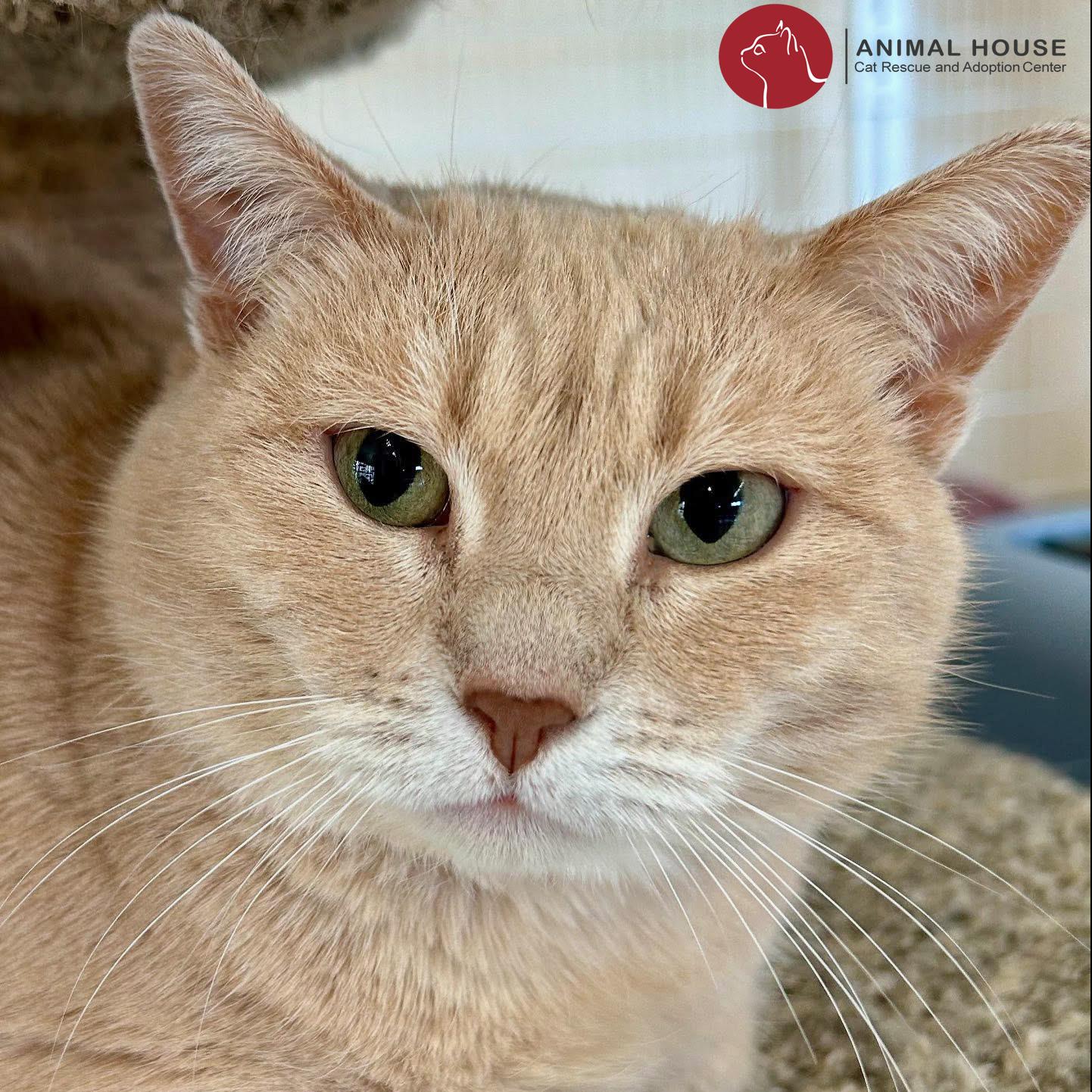 Enlarge Cappuccino, a Adoptable Domestic Short Hair in St. Louis, MO image 2/4