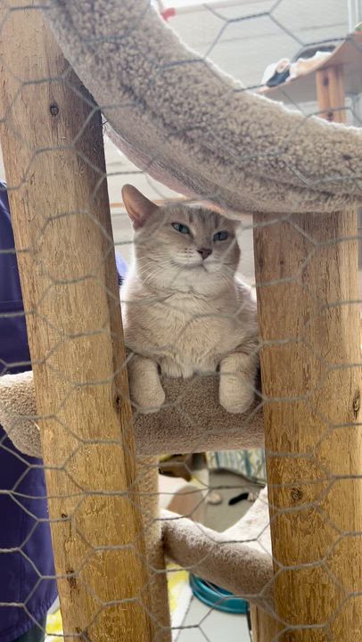 Enlarge Cappuccino, a Adoptable Domestic Short Hair in St. Louis, MO video 2/5