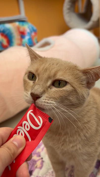 Enlarge Cappuccino, a Adoptable Domestic Short Hair in St. Louis, MO video 4/4