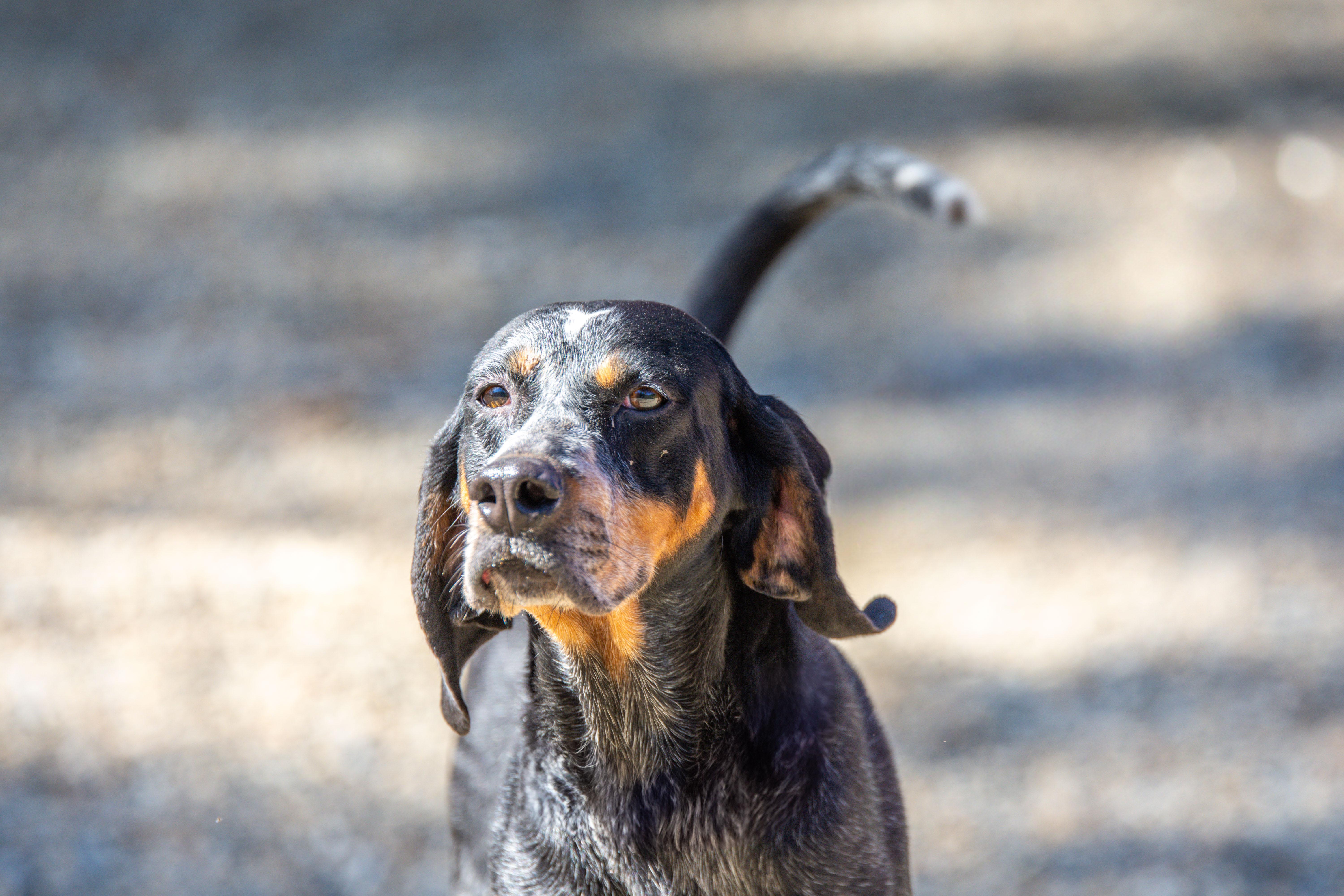 Enlarge Sassafras, a Adoptable mixed breed in Hilton Head Island, SC image 1/3