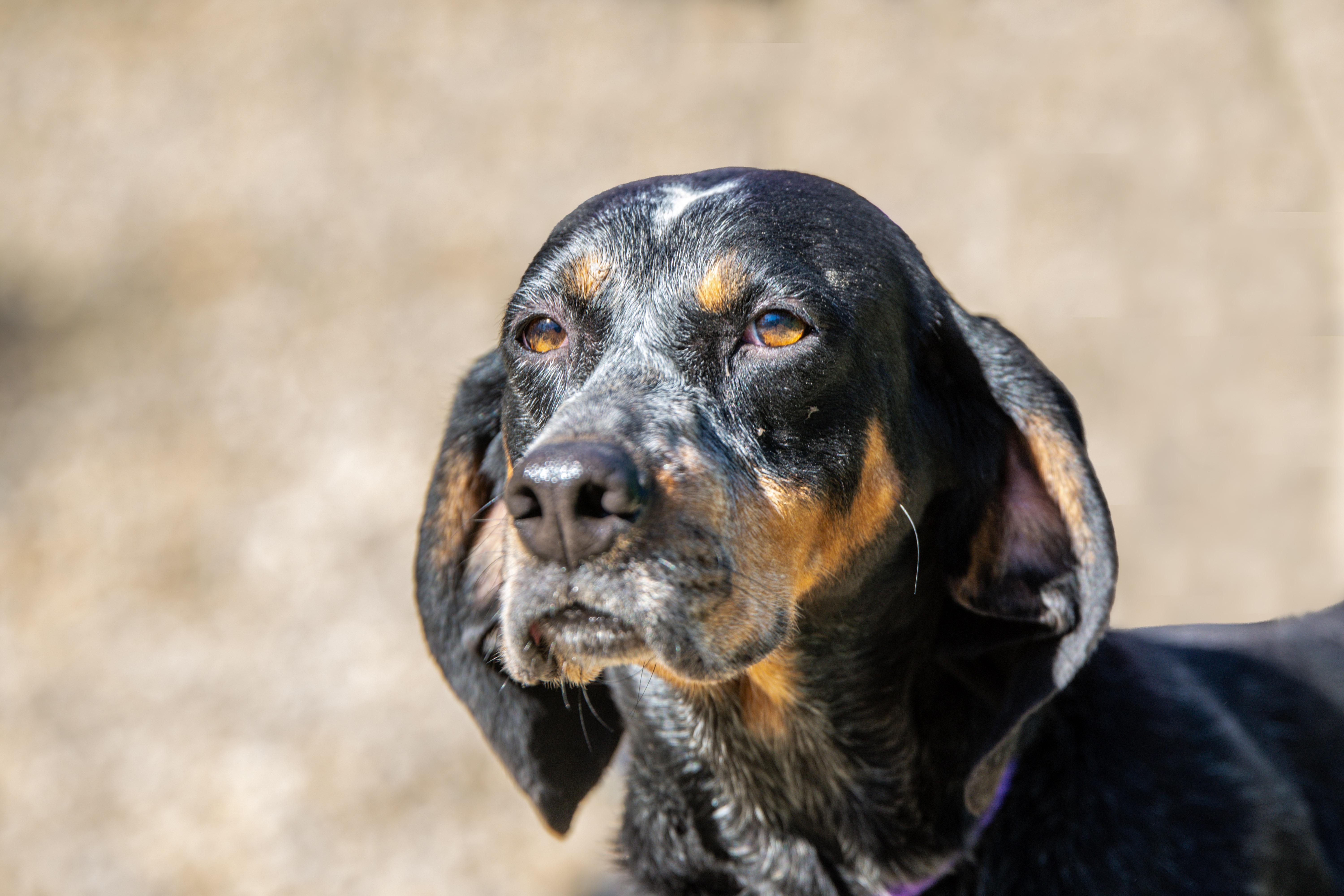 Enlarge Sassafras, a Adoptable mixed breed in Hilton Head Island, SC image 2/3