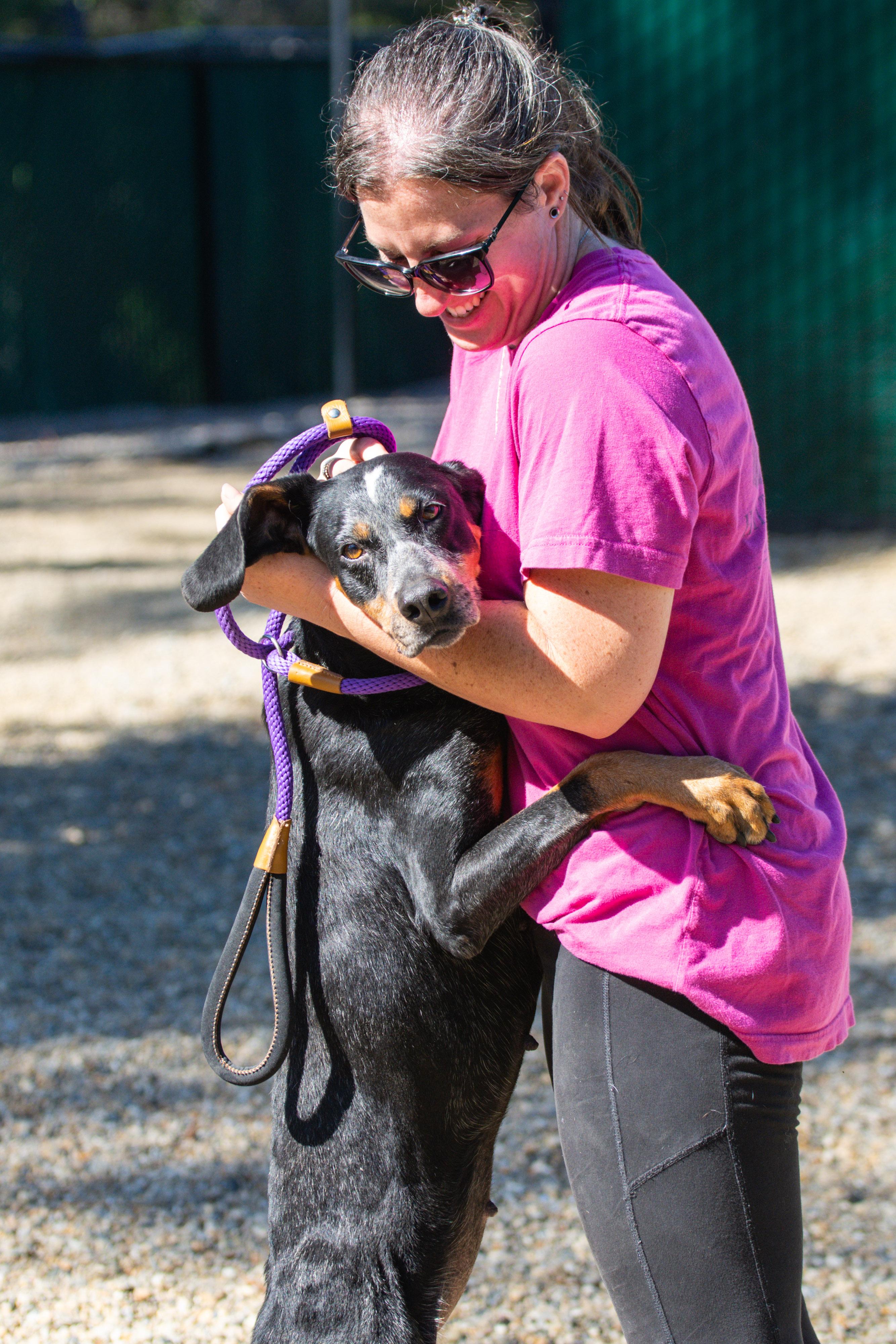 Enlarge Sassafras, a Adoptable mixed breed in Hilton Head Island, SC image 3/3