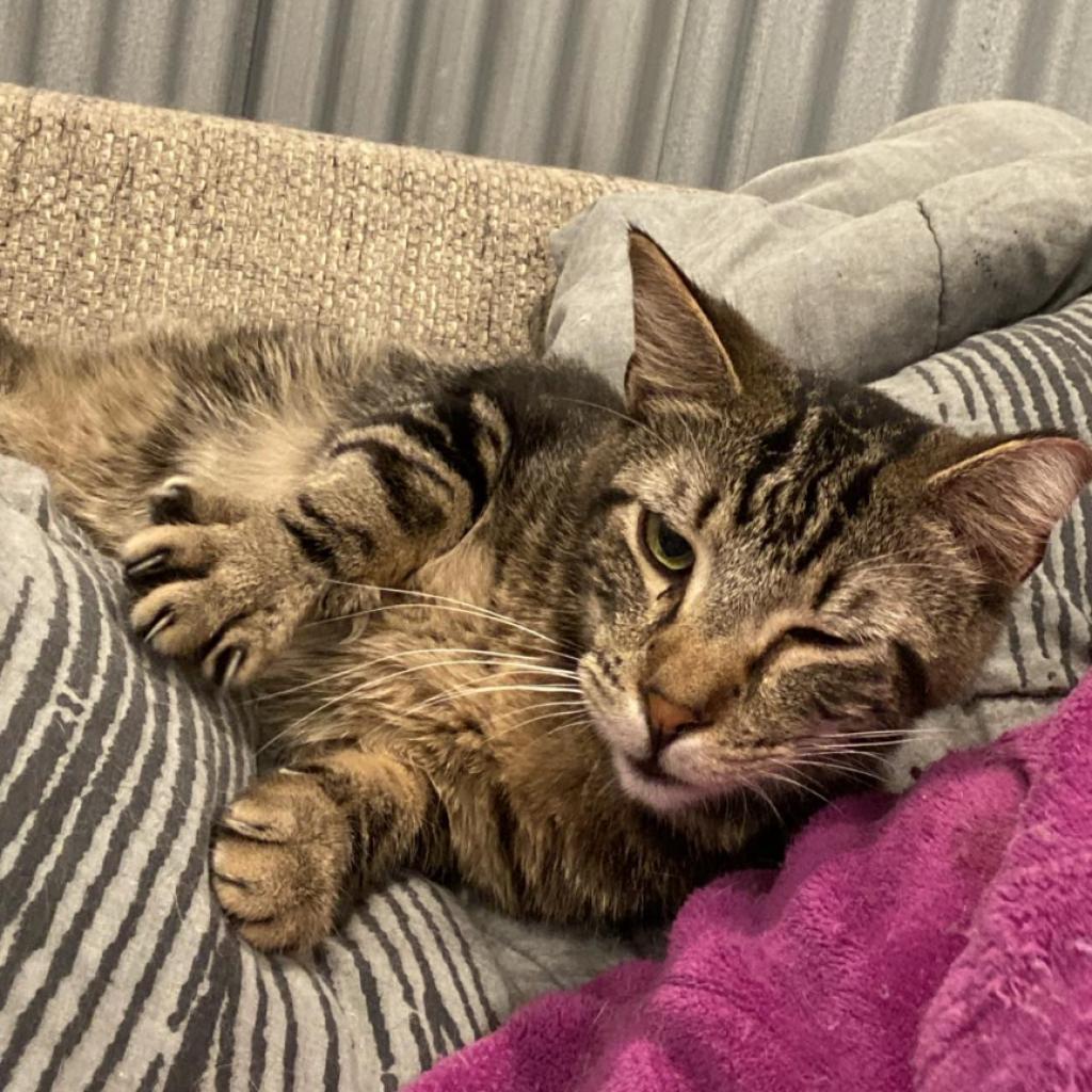 Enlarge Eddy (EF Forty Nine), a Adoptable Domestic Short Hair in Granby, MO image 1/6