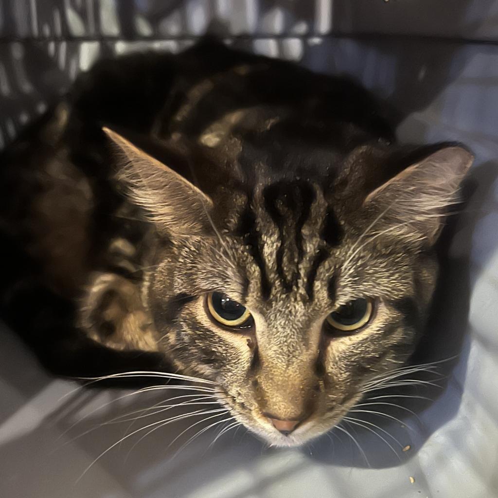 Enlarge Eddy (EF Forty Nine), a Adoptable Domestic Short Hair in Granby, MO image 2/6